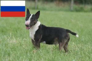 Lee más sobre el artículo Criadores de Bull Terrier miniatura y cachorros en Rusia