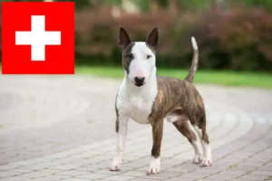 Lee más sobre el artículo Criadores de Bull Terrier miniatura y cachorros en Suiza