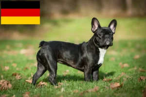 Lee más sobre el artículo Criadores de Bulldog Francés y cachorros en Alemania