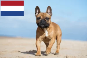 Lee más sobre el artículo Criadores de Bulldog Francés y cachorros en los Países Bajos