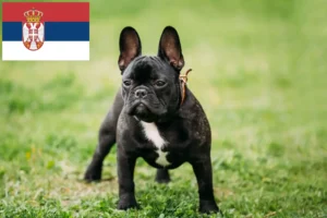 Lee más sobre el artículo Criadores de Bulldog Francés y cachorros en Serbia