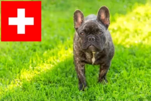 Lee más sobre el artículo Criadores de Bulldog Francés y cachorros en Suiza