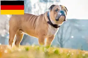 Lee más sobre el artículo Criadores de Bulldog Inglés y cachorros en Alemania