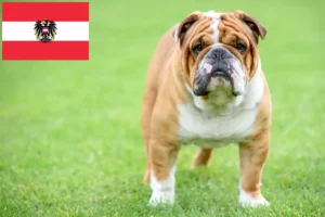 Lee más sobre el artículo Criadores de Bulldog Inglés y cachorros en Austria