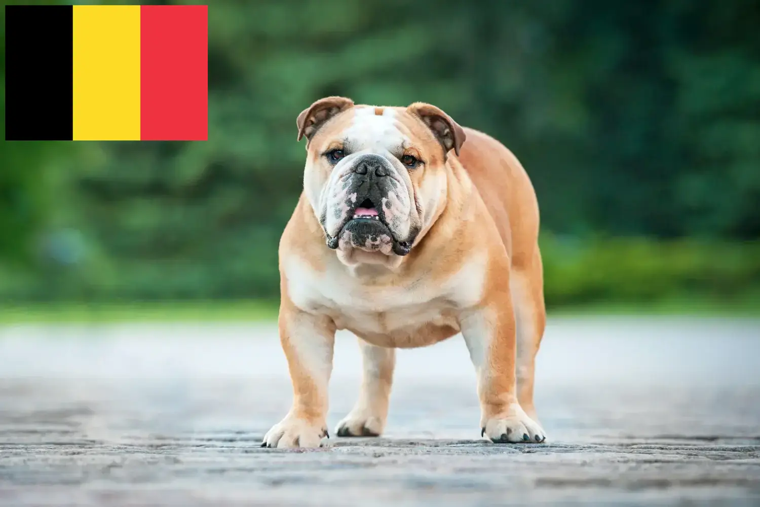 Lee más sobre el artículo Criadores de Bulldog Inglés y cachorros en Bélgica