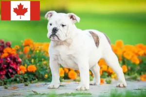 Lee más sobre el artículo Criadores de Bulldog Inglés y cachorros en Canadá