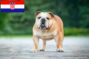 Lee más sobre el artículo Criadores de Bulldog Inglés y cachorros en Croacia