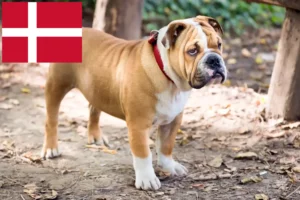 Lee más sobre el artículo Criadores de Bulldog Inglés y cachorros en Dinamarca