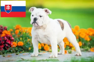 Lee más sobre el artículo Criadores de Bulldog Inglés y cachorros en Eslovaquia