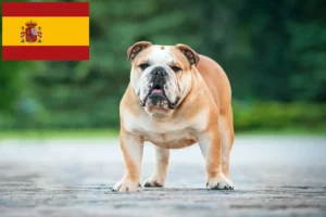 Lee más sobre el artículo Criadores y cachorros de Bulldog Inglés en España