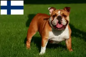 Lee más sobre el artículo Criadores de Bulldog Inglés y cachorros en Finlandia