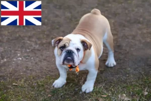 Lee más sobre el artículo Criadores de Bulldog Inglés y cachorros en el Reino Unido