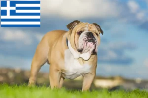 Lee más sobre el artículo Criadores de Bulldog Inglés y cachorros en Grecia