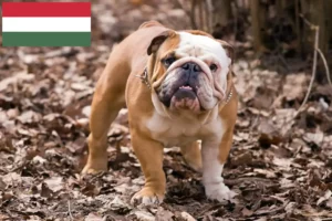 Lee más sobre el artículo Criadores de Bulldog Inglés y cachorros en Hungría