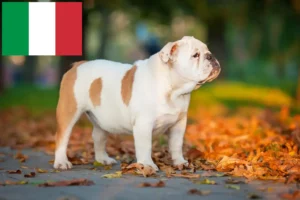 Lee más sobre el artículo Criadores de Bulldog Inglés y cachorros en Italia