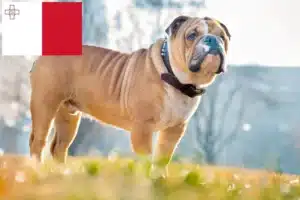 Lee más sobre el artículo Criadores de Bulldog Inglés y cachorros en Malta