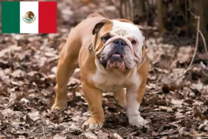 Lee más sobre el artículo Criadores de Bulldog Inglés y cachorros en México