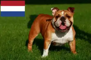 Lee más sobre el artículo Criadores de Bulldog Inglés y cachorros en los Países Bajos