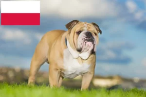 Lee más sobre el artículo Criadores de Bulldog Inglés y cachorros en Polonia