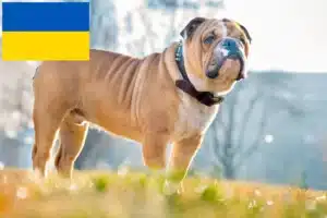 Lee más sobre el artículo Criadores de Bulldog Inglés y cachorros en Ucrania