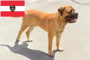 Lee más sobre el artículo Criadores de Bullmastiff y cachorros en Austria