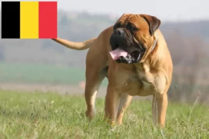 Lee más sobre el artículo Criadores de Bullmastiff y cachorros en Bélgica