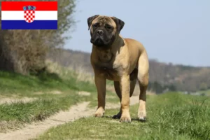 Lee más sobre el artículo Criadores de Bullmastiff y cachorros en Croacia