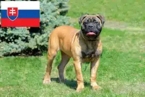 Lee más sobre el artículo Criadores de Bullmastiff y cachorros en Eslovaquia