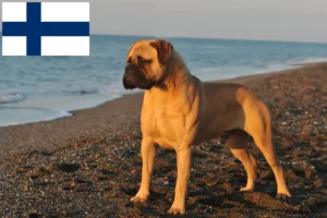 Lee más sobre el artículo Criadores y cachorros de Bullmastiff en Finlandia