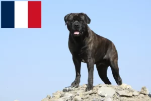 Lee más sobre el artículo Criadores y cachorros de Bullmastiff en Francia