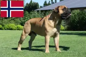 Lee más sobre el artículo Criadores de Bullmastiff y cachorros en Noruega