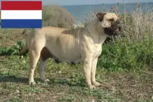 Lee más sobre el artículo Criadores y cachorros de Bullmastiff en los Países Bajos