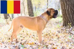 Lee más sobre el artículo Criadores de Bullmastiff y cachorros en Rumanía