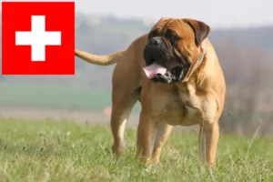 Lee más sobre el artículo Criadores de Bullmastiff y cachorros en Suiza