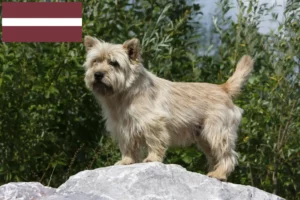 Lee más sobre el artículo Criadores de Cairn Terrier y cachorros en Letonia