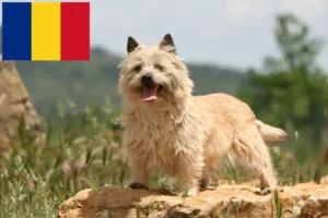 Lee más sobre el artículo Criadores de Cairn Terrier y cachorros en Rumanía