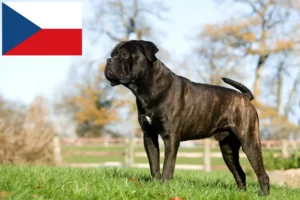 Lee más sobre el artículo Cane Corso Italiano criadores y cachorros en la República Checa