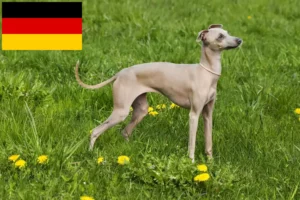 Lee más sobre el artículo Criadores de carillones de viento italianos y cachorros en Alemania