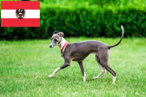 Lee más sobre el artículo Criadores de carillones de viento italianos y cachorros en Austria