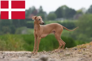 Lee más sobre el artículo Criadores de carillones de viento italianos y cachorros en Dinamarca