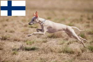 Lee más sobre el artículo Criadores de carillones de viento italianos y cachorros en Finlandia