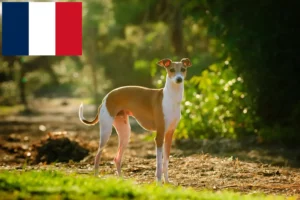 Lee más sobre el artículo Criadores de carillones de viento italianos y cachorros en Francia