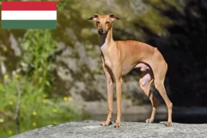 Lee más sobre el artículo Criadores de carillones de viento italianos y cachorros en Hungría