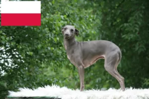 Lee más sobre el artículo Criadores de carillones de viento italianos y cachorros en Polonia