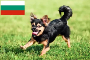 Lee más sobre el artículo Criadores de chihuahua y cachorros en Bulgaria