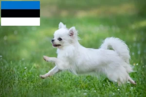 Lee más sobre el artículo Criadores de chihuahua y cachorros en Estonia