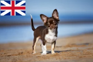 Lee más sobre el artículo Criadores de chihuahua y cachorros en Gran Bretaña