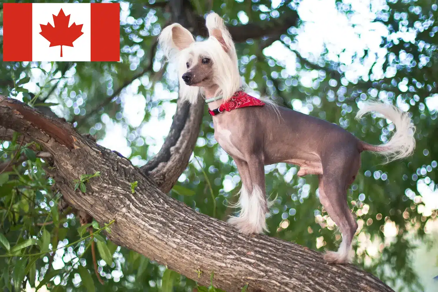 Lee más sobre el artículo Criadores de Perro Crestado Chino y cachorros en Canadá