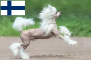 Lee más sobre el artículo Criadores de Perro Crestado Chino y cachorros en Finlandia