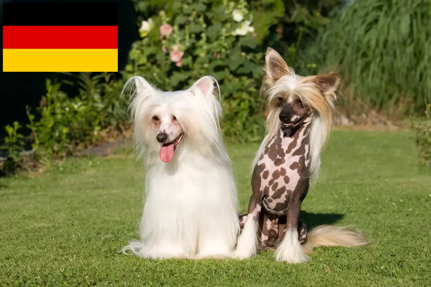 Lee más sobre el artículo Criadores de Perro Crestado Chino y cachorros en Alemania